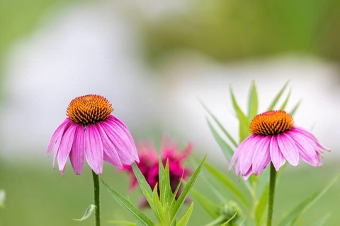 The pale purple coneflower, a threatened species in Wisconsin, is a native species