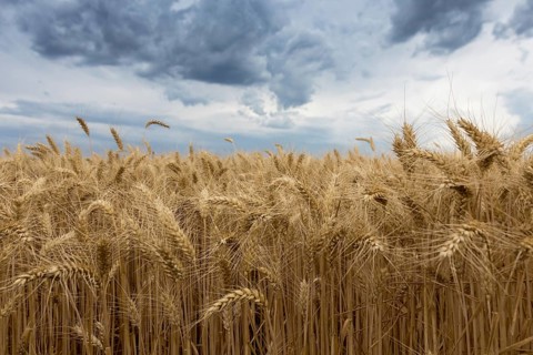 Storm clouds over wheat field