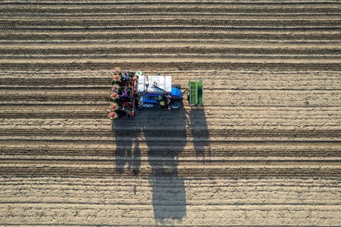 Blue tractor is planting tomatoes in a field, leaving a trail of freshly turned soil behind it as