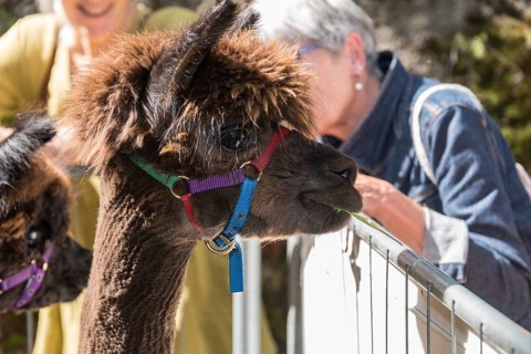 Onlookers at the zoo marvel at alpacas and love their wool