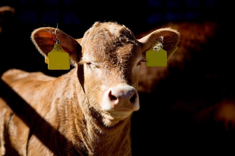 Calf in a stable in northern Germany, 2019