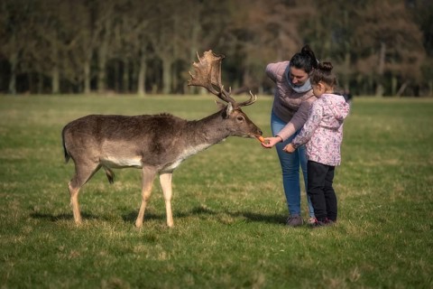 Mother and daughter feeding carrots to Fallow Deer with large antlers, with blurred forest and