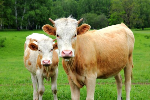 Two young bull on green meadow, farm animals