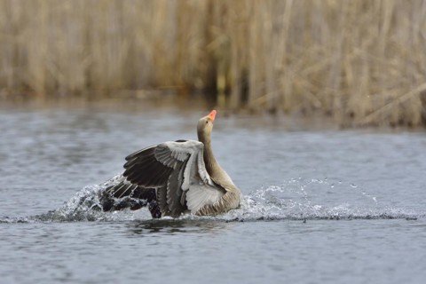 Greylag goose in flight