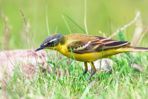 Yellow Bird in the Grass, Western Yellow Wagtail (Motacilla flava)
