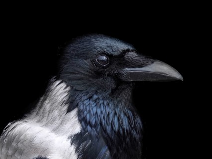 Portrait of a hooded crow in close up with face in profile