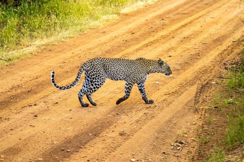 A leopard crossing the trail in Samburu Park in central Kenya