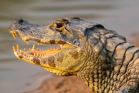 Caiman (Caimaninae), Alligator (Alligatoridae), Crocodile (Crocodylia), animal portrait, side view,