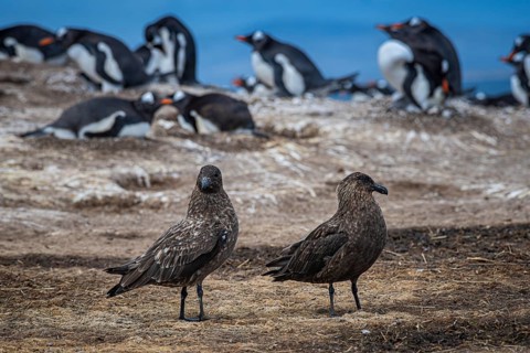Subantarctic skuas, or Brown Skua (Catharacta antarctica), at a breeding colony of gentoo penguins