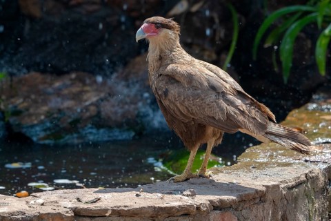 Crested caracara (Caracara plancus), backlight, Pantanal, inland, wetland, UNESCO Biosphere