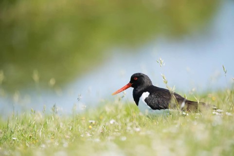 Eurasian oystercatcher in grass near the water