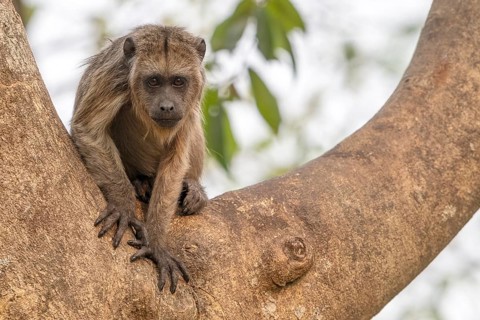 Black howler (Alouatta), young animal, juvenile, eye contact, Pantanal, inland, wetland, UNESCO