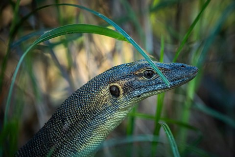 Mertens' monitor lizard (Varanus mertensi), Litchfield National Park, Northern Territory, Australia