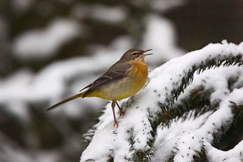 Grey wagtail, Motacilla cinerea, grey wagtail