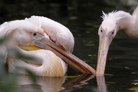 Two quarrelling pink pelicans