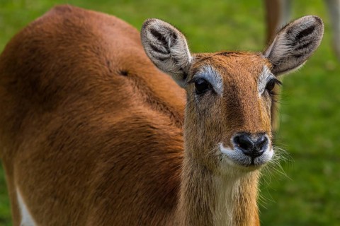 Deer