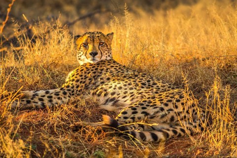 African cheetah species Acinonyx jubatus, family of felids, lying in arid bush habitat, South