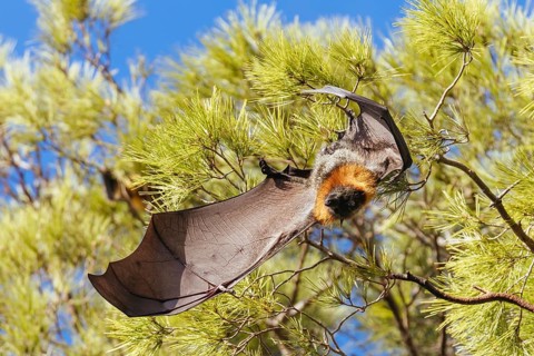 Flying Fox colony in trees in the city of Adelaide in South Australia, Australia