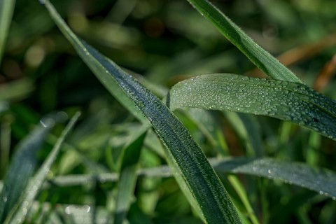 Blades of grass with glittering dewdrops on a morning, Bogen, Lower Bavaria