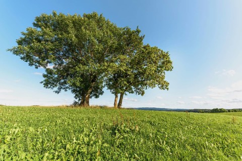 Group of trees in meadow in clear, sunny weather. Jura, France