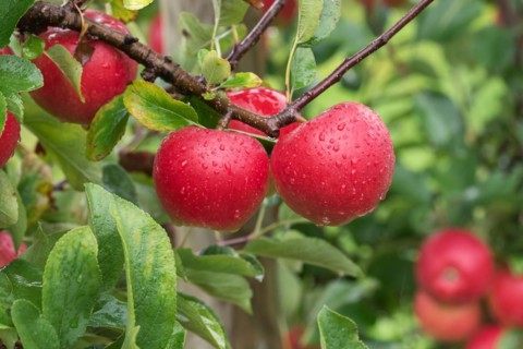 Apple (Malus domestica KANZI), Bundessorteamt, testing centre Wurz, Germany