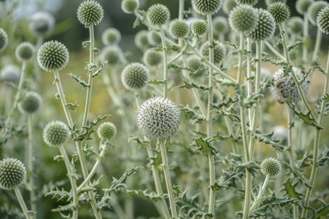Spherical thistle (Echinops sphaerocephalus), Sarastro Stauden, Ort im Innkreis, Upper Austria,