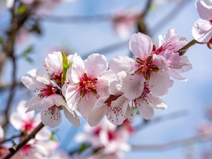 Almond blossom (Prunus dulcis), Maikammer, Rhineland-Palatinate, Germany