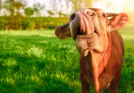 Funny animal image with a cute orange baby cow, looking at the camera while sticking its tongue