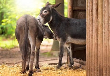 Two cute and funny donkeys taking care of each other, outside a wooden stable, on a sunny day of