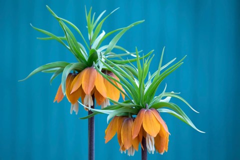 Fritillaria imperialis, crown imperial, fritillary or kaiser crown, is a species of flowering plant