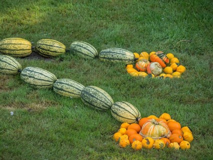 Different varieties of pumpkins arranged on a lawn, borken, münsterland, germany
