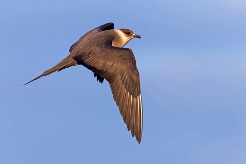 Parasitic skua, (Stercorarius parasiticus), animals, birds, seabird of the Stercorariidae family),