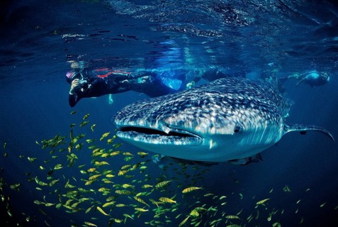 Whale shark, Rhincodon thypus, Mexico, Lake Cortez, Lower California, La Paz