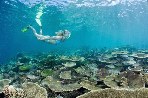 Healthy reef top and snorkeller, Ellaidhoo house reef, North Ari Atoll, Maldives
