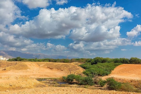 Landscape Oman, Raysut Waste Water Treatment Plant, Tree, Palm, Building, Steppe Eagle, Aquila