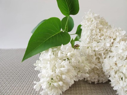 A bouquet of white lilacs