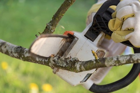 Gardener cutting a branch on a tree with a cordless chainsaw - close-up chainsaw