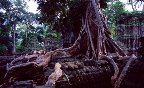 Cambodia: Ankor Wat temple ruins