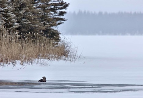 Otter in Winter Saskatchewan Canada Prince Albert National Park