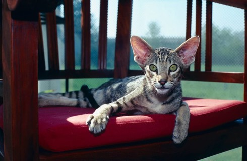 Oriental shorthair cat black-tabby-spotted 5 months old