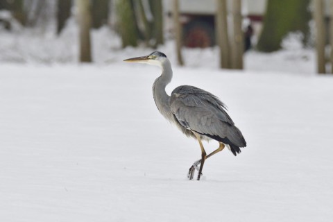 Grey heron in the snow looking for food. Graureiher im Winter