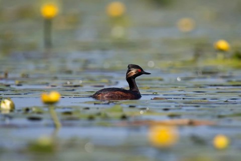 Black-necked Grebe on a lake, side view in its magnificent plumage