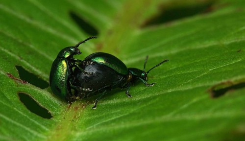 Mint leaf beetle mating