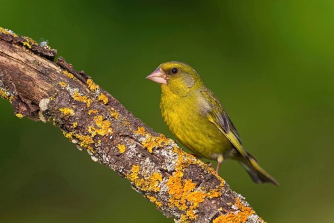 Greenfinch, Greenfinch, European Greenfinch, Western Greenfinch, Carduelis chloris, (Chloris