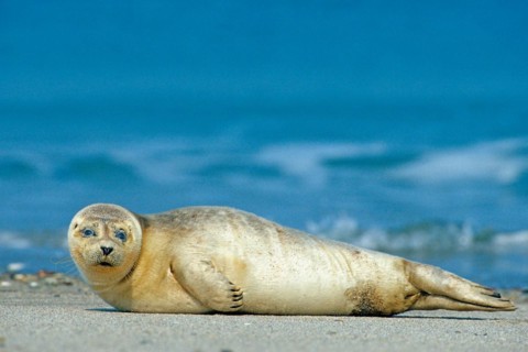 A harbor seal (Phoca vitulina), Helgoland Island, Schleswig-Holstein, Federal Republic of Germany
