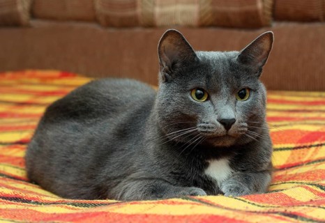 Portrait of big gray cat at home