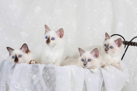 SACRED CAT OF BIRMA, BIRMAN CAT, LITTER, SACRED CAT OF BIRMA, LITTER
