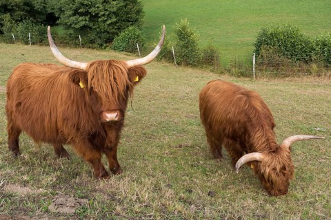 Highland cattle on a barren pasture, Austria