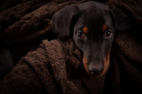 Doberman pinscher (Dobie) puppy in a studio setting