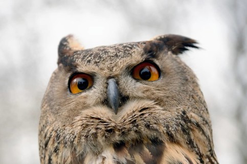 Portrait of a great horned Owl Bubo viriginianus